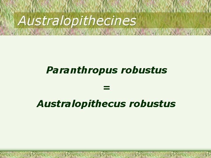 Australopithecines Paranthropus robustus = Australopithecus robustus 