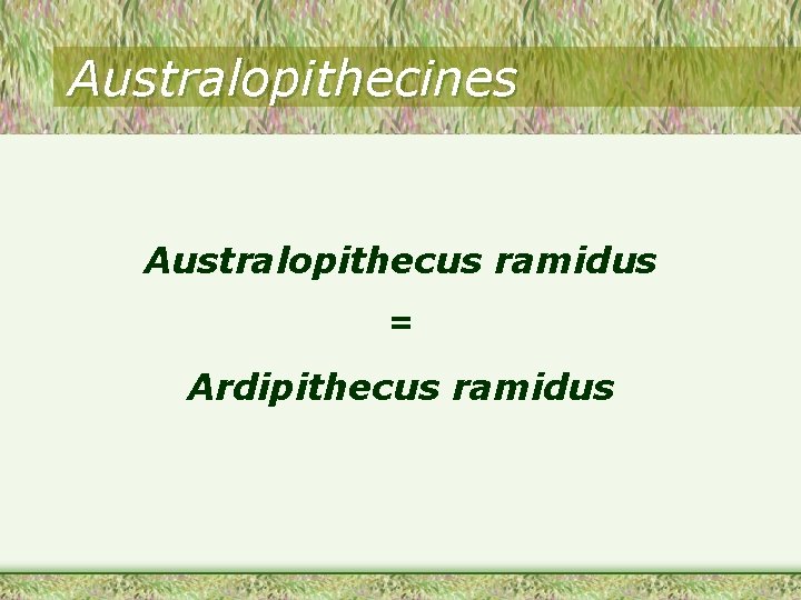 Australopithecines Australopithecus ramidus = Ardipithecus ramidus 