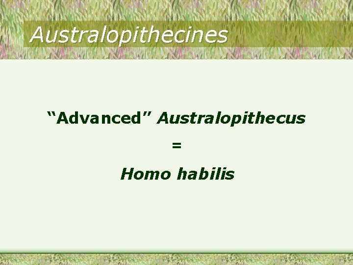 Australopithecines “Advanced” Australopithecus = Homo habilis 