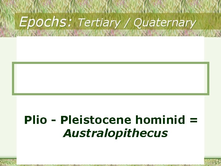 Epochs: Tertiary / Quaternary Plio - Pleistocene hominid = Australopithecus 