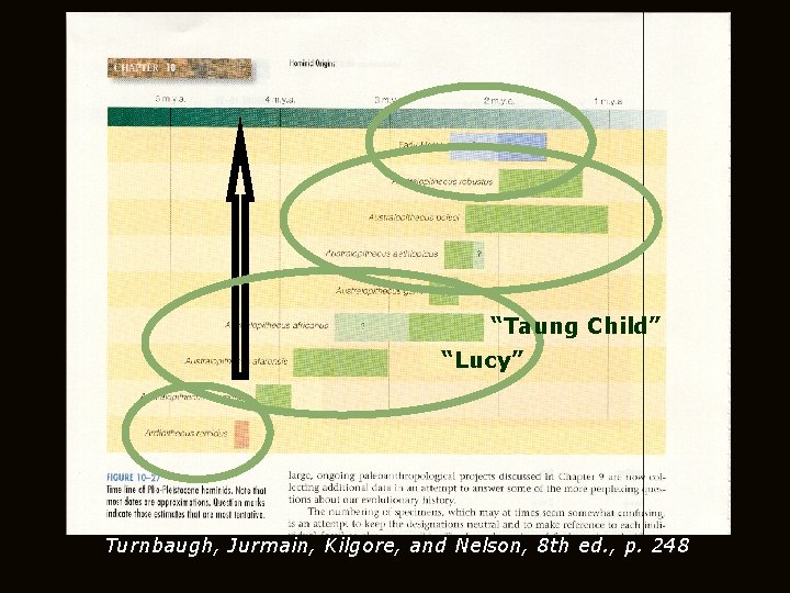 “Taung Child” “Lucy” Turnbaugh, Jurmain, Kilgore, and Nelson, 8 th ed. , p. 248