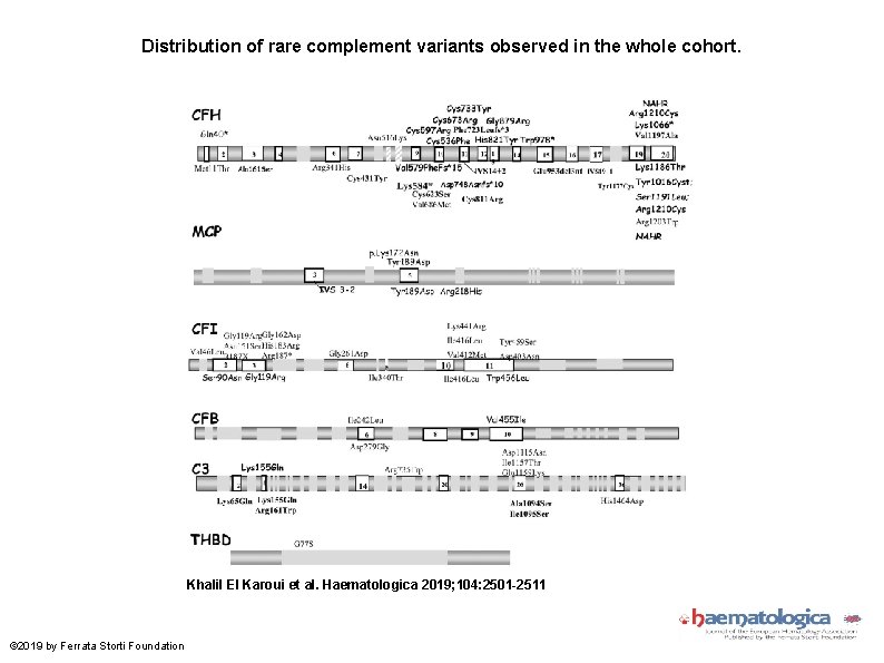 Distribution of rare complement variants observed in the whole cohort. Khalil El Karoui et