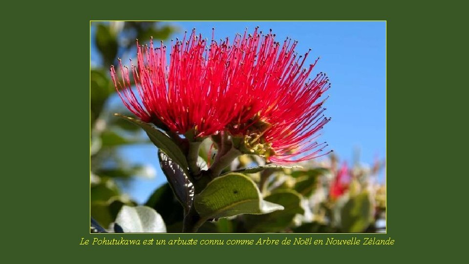 Le Pohutukawa est un arbuste connu comme Arbre de Noël en Nouvelle Zélande 