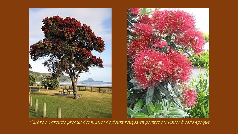 l’arbre ou arbuste produit des masses de fleurs rouges en pointes brillantes à cette