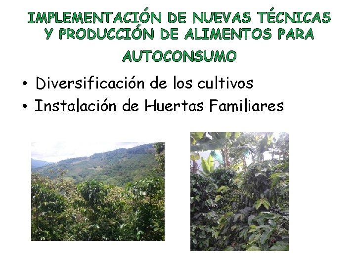 IMPLEMENTACIÓN DE NUEVAS TÉCNICAS Y PRODUCCIÓN DE ALIMENTOS PARA AUTOCONSUMO • Diversificación de los