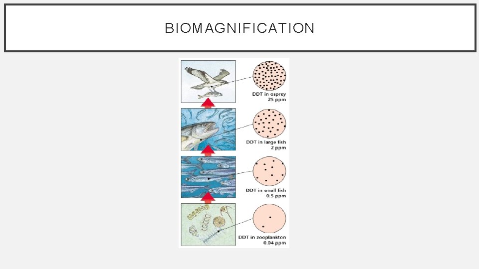 BIOMAGNIFICATION 