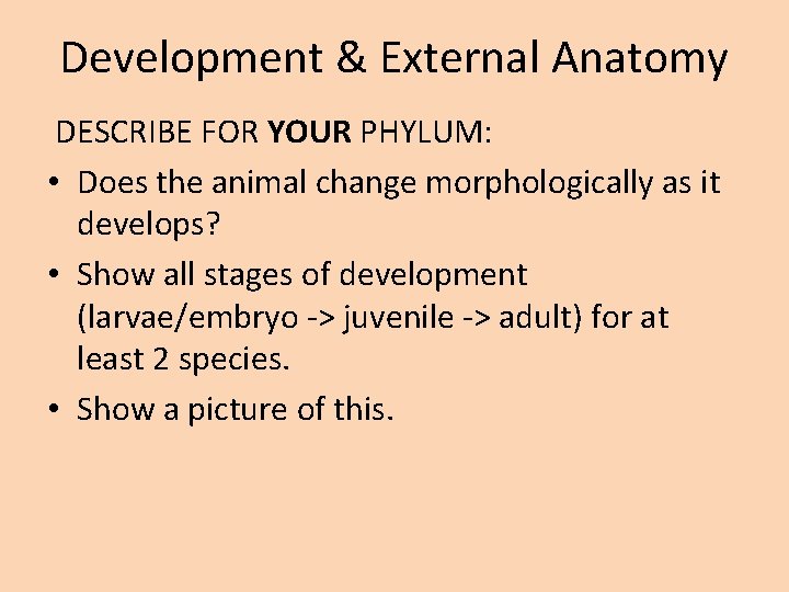 Development & External Anatomy DESCRIBE FOR YOUR PHYLUM: • Does the animal change morphologically