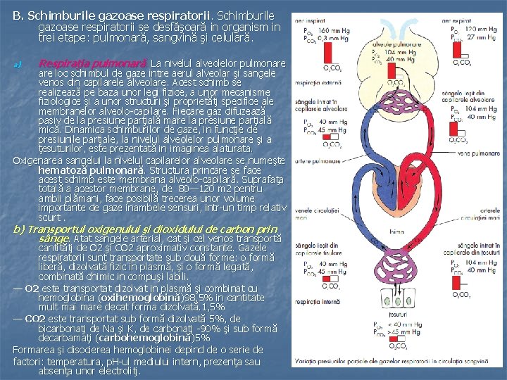 B. Schimburile gazoase respiratorii se desfăşoară in organism in trei etape: pulmonară, sangvină şi