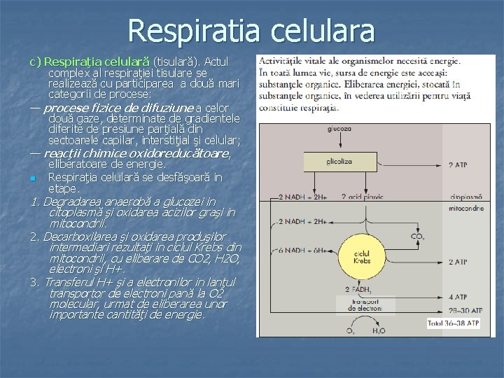 Respiratia celulara c) Respiraţia celulară (tisulară). Actul complex al respiraţiei tisulare se realizează cu