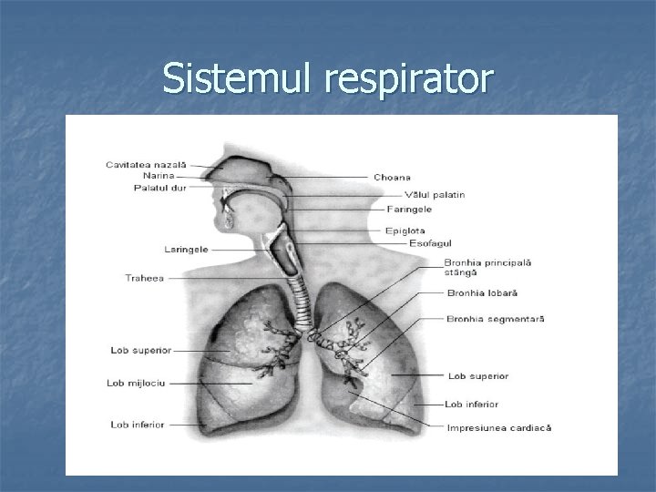 Sistemul respirator 