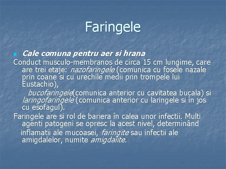 Faringele n Cale comuna pentru aer si hrana Conduct musculo-membranos de circa 15 cm