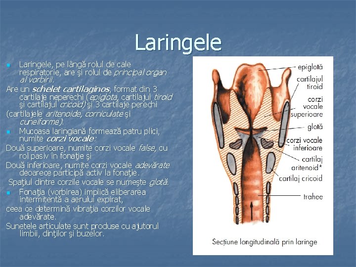 Laringele n Laringele, pe lângă rolul de cale respiratorie, are şi rolul de principal