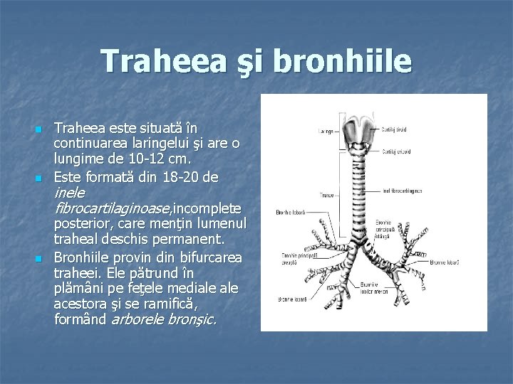 Traheea şi bronhiile n n n Traheea este situată în continuarea laringelui şi are