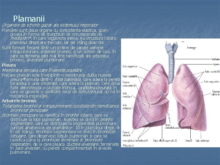 Plamanii Organele de schimb gazos ale sistemului respirator Plamânii sunt doua organe cu consistenta