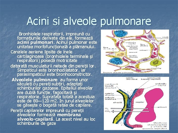 Acini si alveole pulmonare Bronhiolele respiratorii, impreună cu formaţiunile derivate din ele, formează acinii