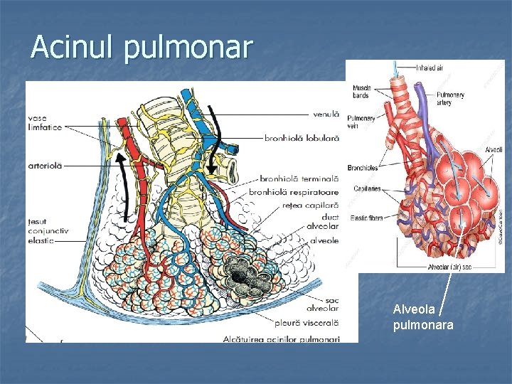 Acinul pulmonar Alveola pulmonara 