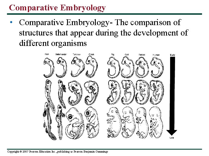 Comparative Embryology • Comparative Embryology- The comparison of structures that appear during the development