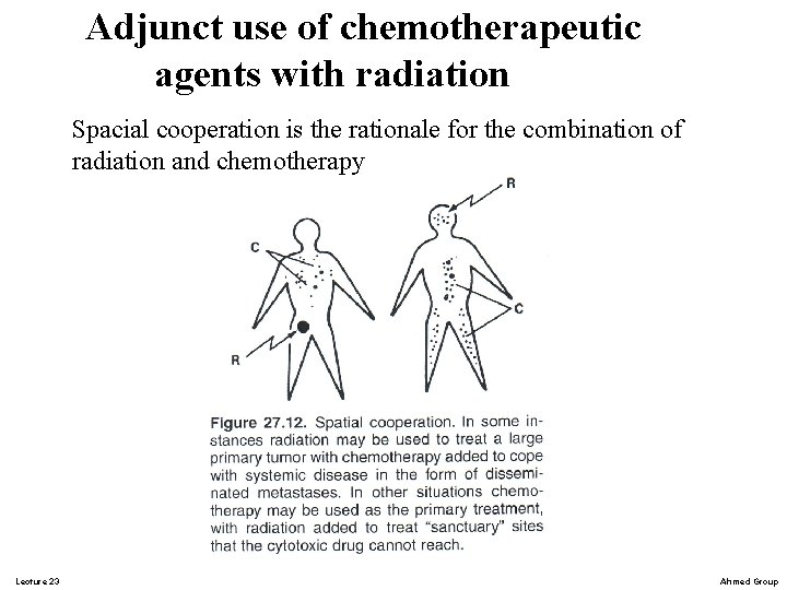 Adjunct use of chemotherapeutic agents with radiation Spacial cooperation is the rationale for the Adjunct use of chemotherapeutic agents with radiation Spacial cooperation is the rationale for the