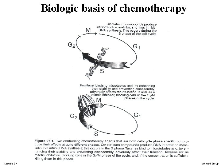 Biologic basis of chemotherapy Lecture 23 Ahmed Group Biologic basis of chemotherapy Lecture 23 Ahmed Group