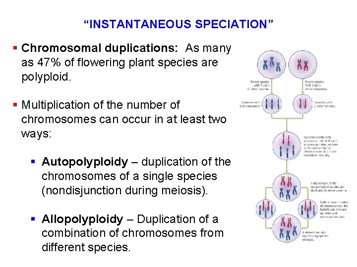 “INSTANTANEOUS SPECIATION” § Chromosomal duplications: As many as 47% of flowering plant species are