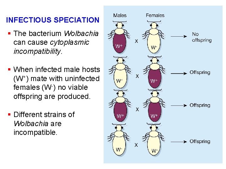INFECTIOUS SPECIATION § The bacterium Wolbachia can cause cytoplasmic incompatibility. § When infected male