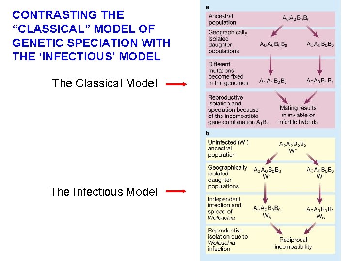 CONTRASTING THE “CLASSICAL” MODEL OF GENETIC SPECIATION WITH THE ‘INFECTIOUS’ MODEL The Classical Model