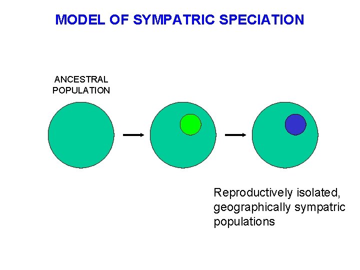MODEL OF SYMPATRIC SPECIATION ANCESTRAL POPULATION Reproductively isolated, geographically sympatric populations 