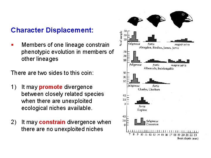 Character Displacement: § Members of one lineage constrain phenotypic evolution in members of other