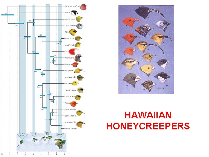 HAWAIIAN HONEYCREEPERS 