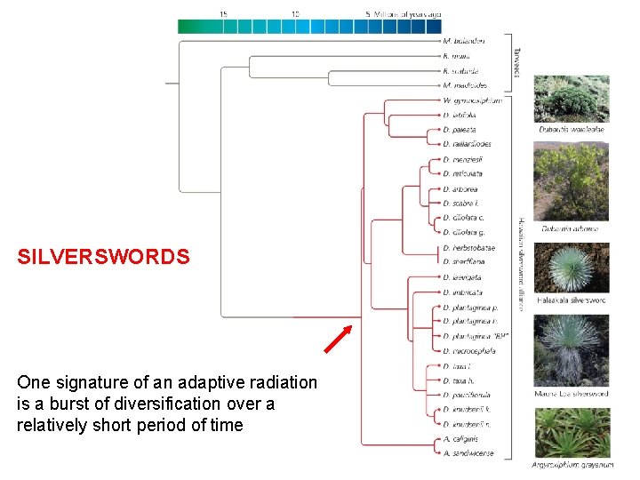 SILVERSWORDS One signature of an adaptive radiation is a burst of diversification over a