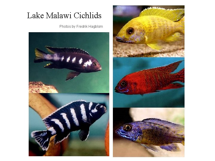 Lake Malawi Cichlids Photos by Fredrik Hagblom 
