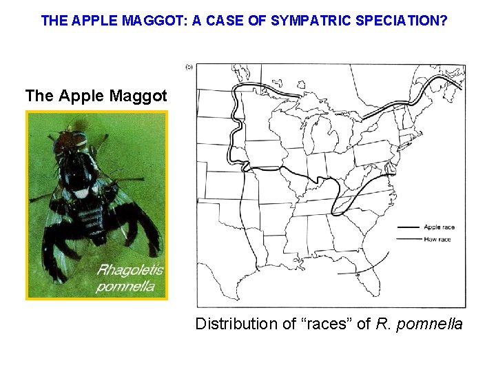 THE APPLE MAGGOT: A CASE OF SYMPATRIC SPECIATION? The Apple Maggot Distribution of “races”