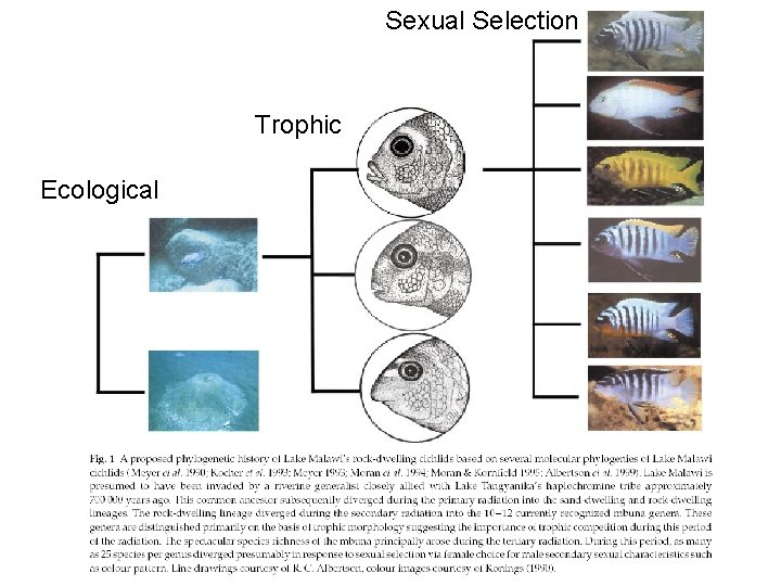 Sexual Selection Trophic Ecological 