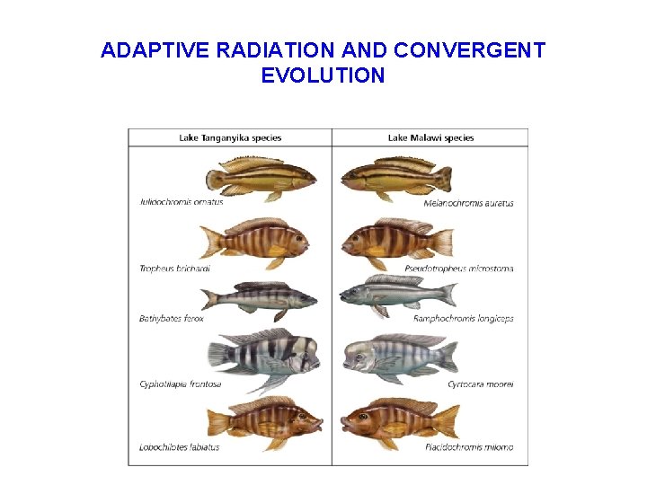 ADAPTIVE RADIATION AND CONVERGENT EVOLUTION 