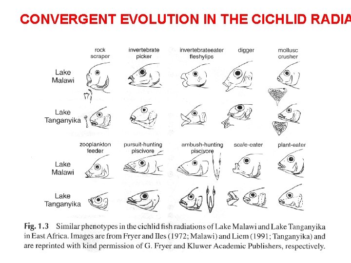 CONVERGENT EVOLUTION IN THE CICHLID RADIA 