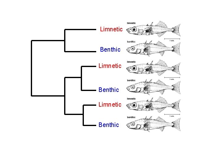 Limnetic Benthic 