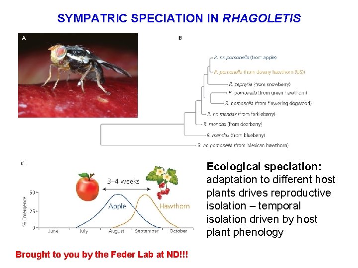 SYMPATRIC SPECIATION IN RHAGOLETIS Ecological speciation: adaptation to different host plants drives reproductive isolation