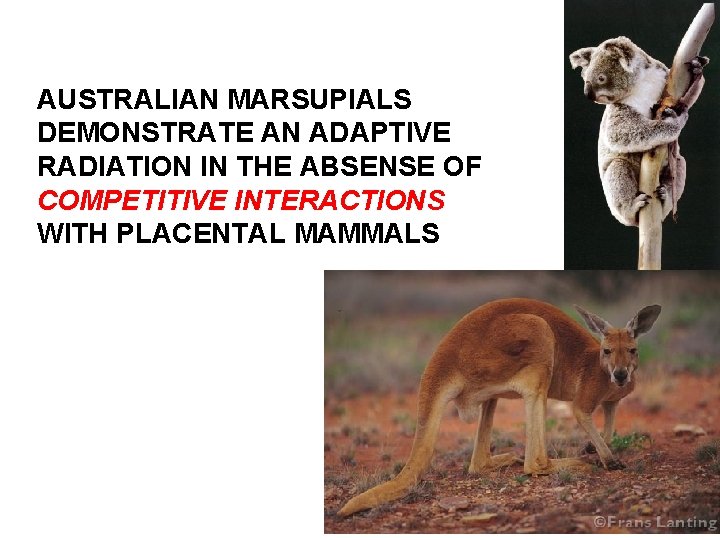 AUSTRALIAN MARSUPIALS DEMONSTRATE AN ADAPTIVE RADIATION IN THE ABSENSE OF COMPETITIVE INTERACTIONS WITH PLACENTAL