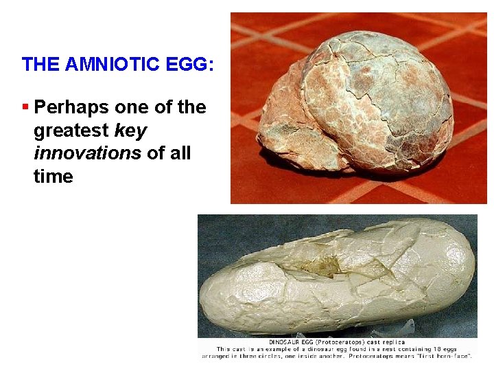 THE AMNIOTIC EGG: § Perhaps one of the greatest key innovations of all time