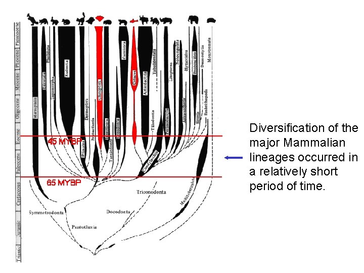 Diversification of the major Mammalian lineages occurred in a relatively short period of time.