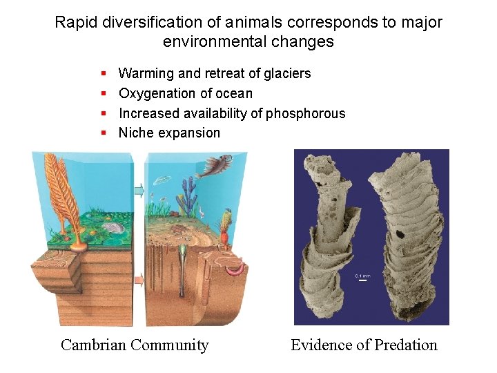 Rapid diversification of animals corresponds to major environmental changes § § Warming and retreat