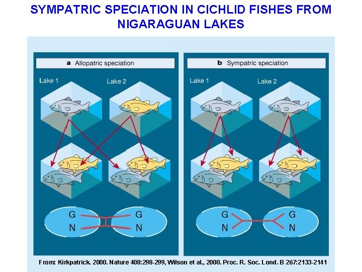 SYMPATRIC SPECIATION IN CICHLID FISHES FROM NIGARAGUAN LAKES From: Kirkpatrick. 2000. Nature 408: 298