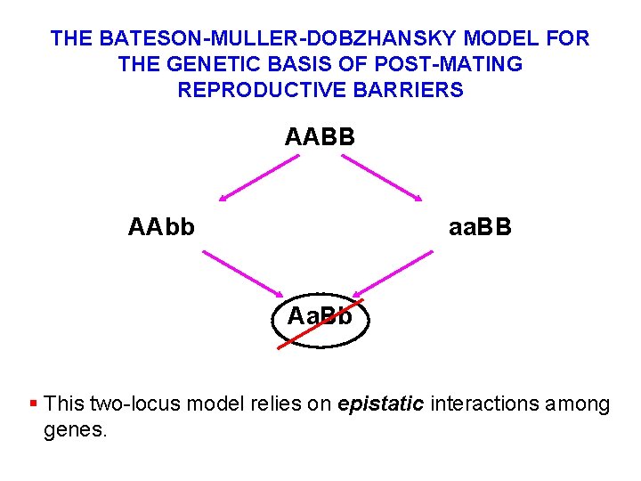 THE BATESON-MULLER-DOBZHANSKY MODEL FOR THE GENETIC BASIS OF POST-MATING REPRODUCTIVE BARRIERS AABB AAbb aa.
