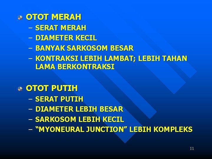 OTOT MERAH – – SERAT MERAH DIAMETER KECIL BANYAK SARKOSOM BESAR KONTRAKSI LEBIH LAMBAT;