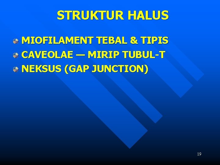 STRUKTUR HALUS MIOFILAMENT TEBAL & TIPIS CAVEOLAE — MIRIP TUBUL-T NEKSUS (GAP JUNCTION) 19