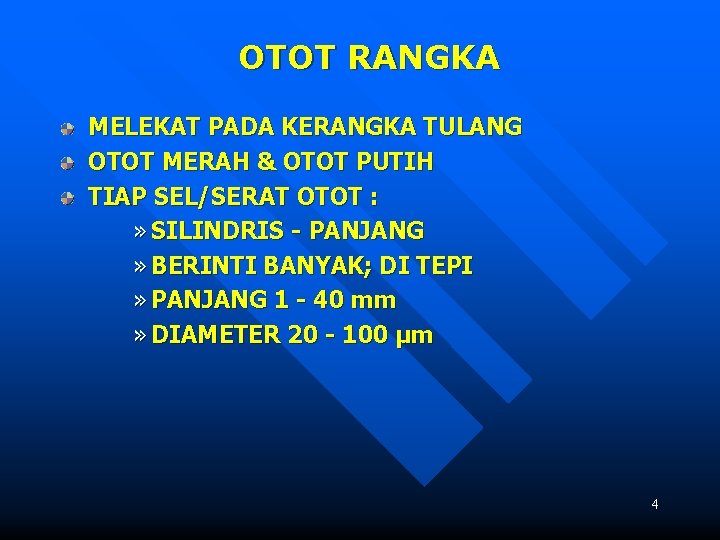 OTOT RANGKA MELEKAT PADA KERANGKA TULANG OTOT MERAH & OTOT PUTIH TIAP SEL/SERAT OTOT