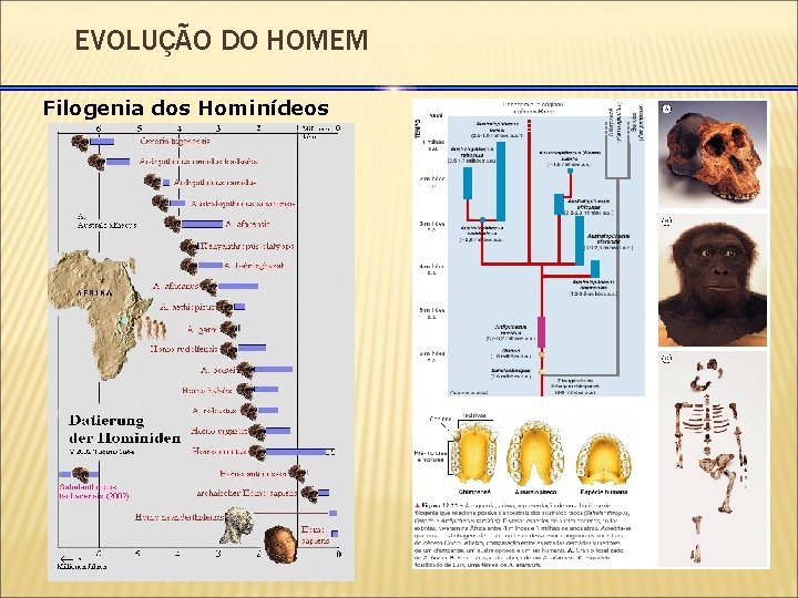 EVOLUÇÃO DO HOMEM Filogenia dos Hominídeos 