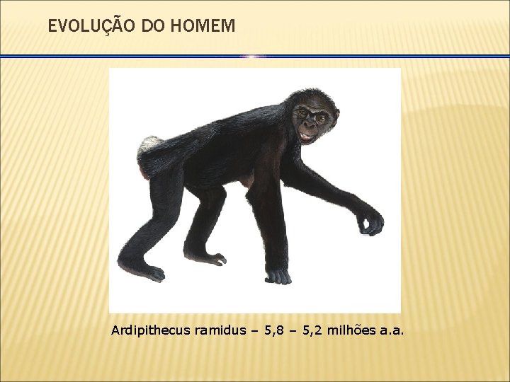 EVOLUÇÃO DO HOMEM Ardipithecus ramidus – 5, 8 – 5, 2 milhões a. a.