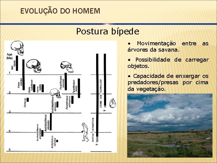 EVOLUÇÃO DO HOMEM Postura bípede • Movimentação entre árvores da savana. as • Possibilidade