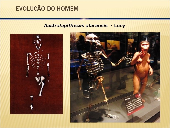 EVOLUÇÃO DO HOMEM Australopithecus afarensis - Lucy 